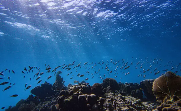Snorkeling en bateau pour randonnée palmée (sur les coraux)