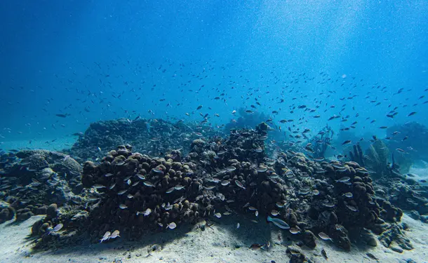 Snorkeling en bateau pour randonnée palmée (sur les coraux)
