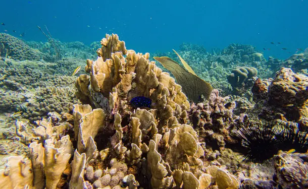 Snorkeling en bateau pour randonnée palmée (sur les coraux)