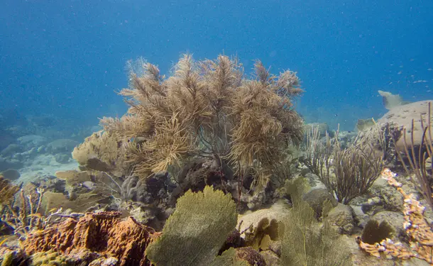 Snorkeling en bateau pour randonnée palmée (sur les coraux)