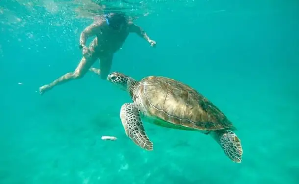 Afternoon in the South Caribbean with the turtles