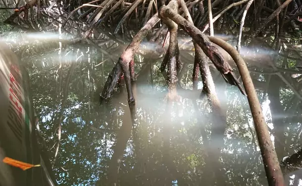 Immersion dans la mangrove de Génipa