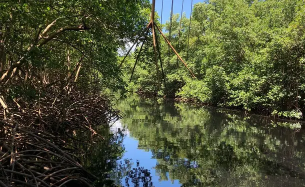 Immersion in the mangrove of Génipa