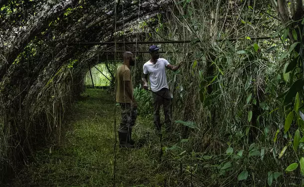 Discovery of an Agro-Farm & its Vanilla plantation