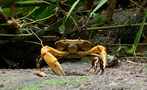 Rando Dlo - Randonnée et spa naturel à la rivière Dumauzé