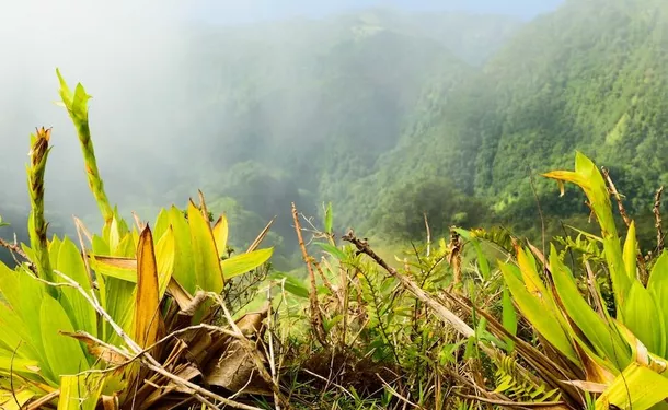 Ascent to the crater of Mount Pelee