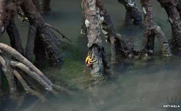 Découverte de la mangrove et de la côte Sud Caraïbe