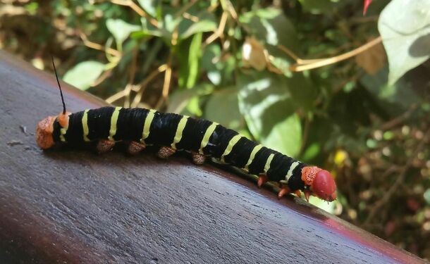 Hôtel Le Panoramique