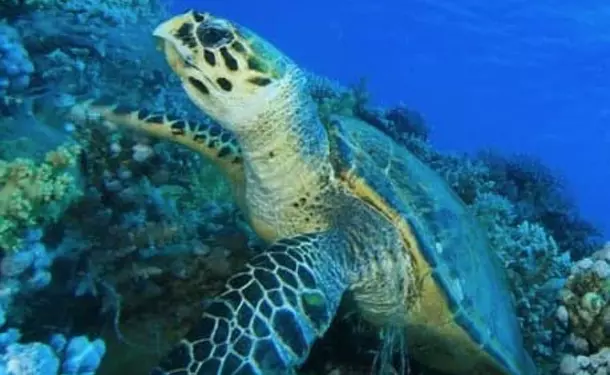 Demi journée privatisation sud tortue & fonds coralliens