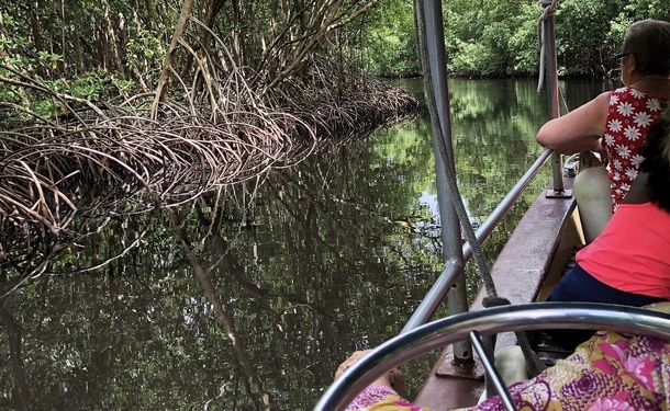 Immersion in the mangrove of Génipa