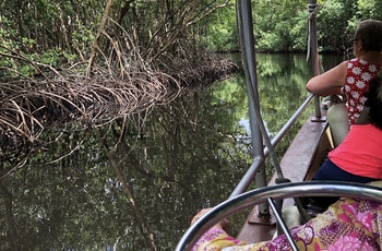 Immersion dans la mangrove de Génipa