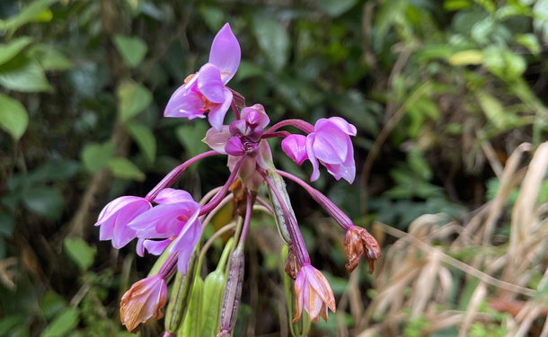 Hike to the summit of Piton Lacroix
