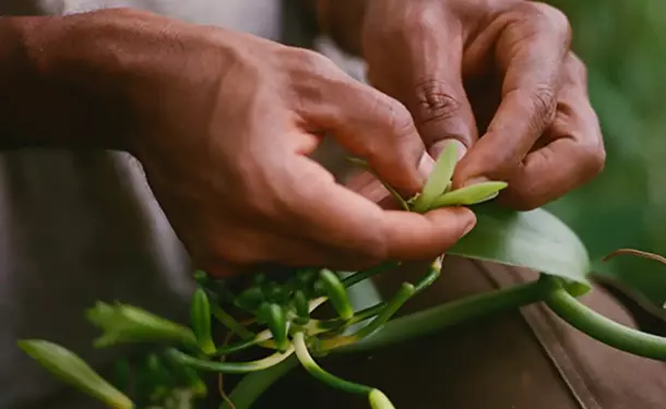 Discovery of an Agro-Farm & its Vanilla plantation