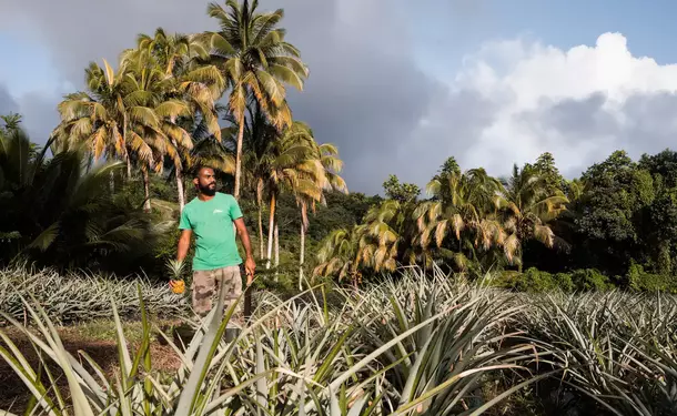 Discovery of an Agro-Farm & its Vanilla plantation