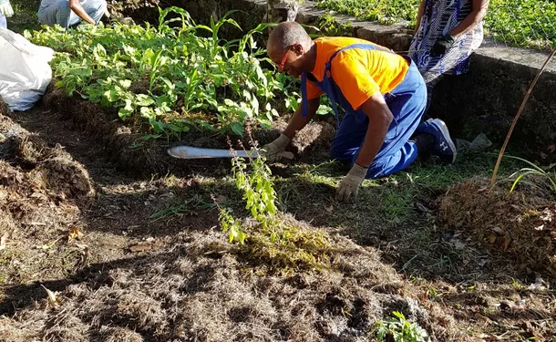 Des petites astuces antillaises pour faire pousser votre jardin