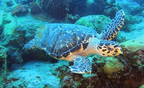 Baptême de plongée en mer des caraïbes