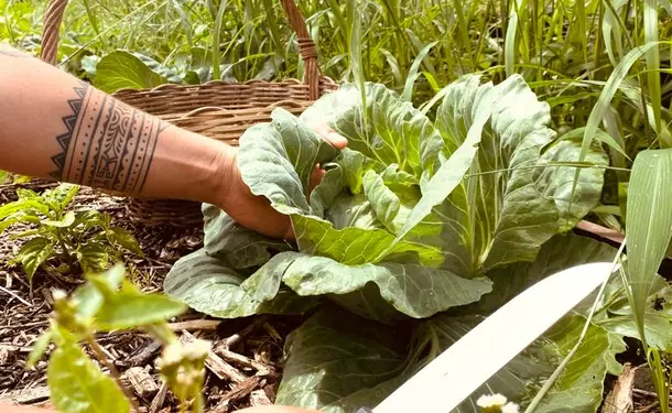 Les papilles en fête au soleil des Caraïbes (cuisine)