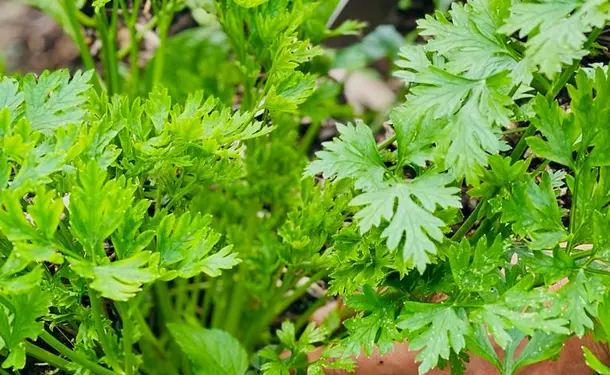 A feast for the taste buds in the Caribbean sun (cuisine)