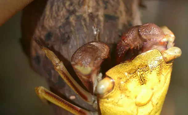 Kayaking in the mangrove of Trois-Ilets