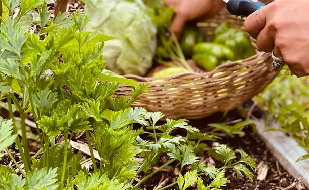 A feast for the taste buds in the Caribbean sun (cuisine)