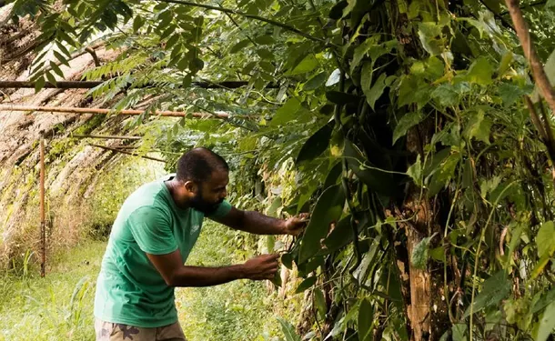 Discovery of an Agro-Farm & its Vanilla plantation