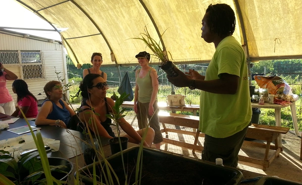 West Indian tips for growing your garden