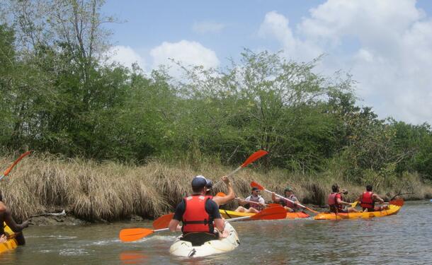Randonnée en Kayak dans la mangrove des Trois-Ilets
