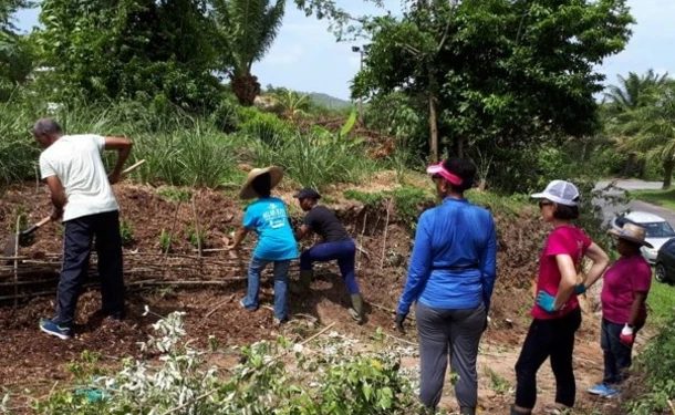 West Indian tips for growing your garden