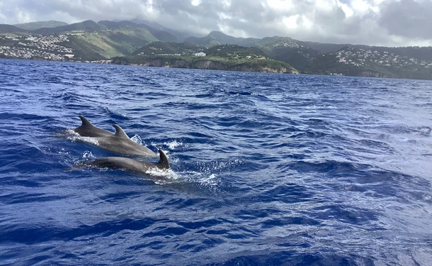 Matinée au nord caraïbe avec les dauphins