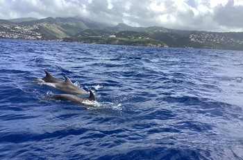 Morning in the North Caribbean with dolphins