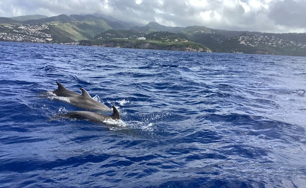 Matinée au nord caraïbe avec les dauphins