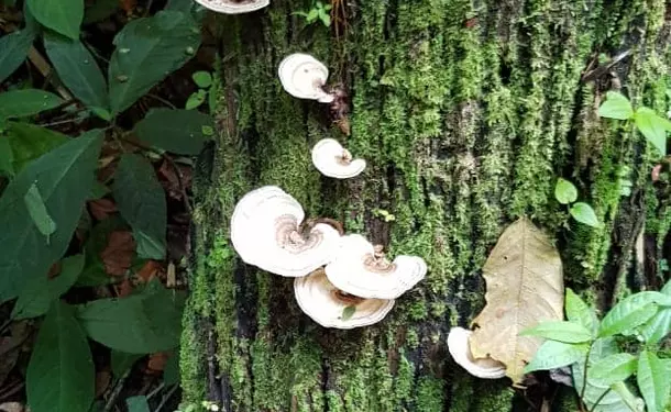 Refreshing getaway at Cascade Dany