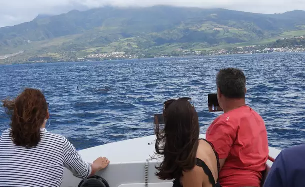 Matinée au nord caraïbe avec les dauphins