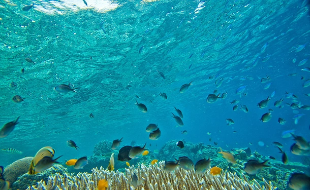 Baptême de plongée - A la découverte des fonds marins