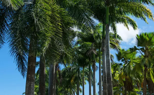 The Clement House Distillery