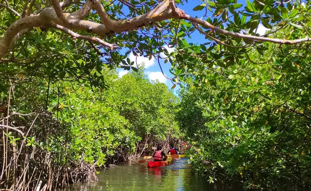 Petite randonnée guidée en Kayak dans la mangrove des Trois-Ilets