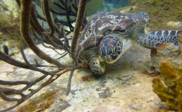 Diving trip in the Caribbean Sea (for graduates)