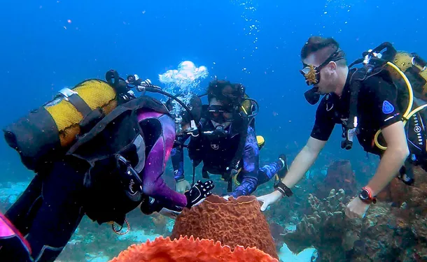 Diving trip in the Caribbean Sea (for graduates)
