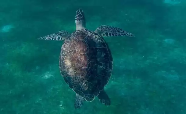 Afternoon in the South Caribbean with the turtles