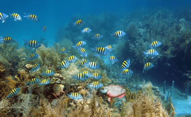 Reefboard: an extraordinary underwater experience