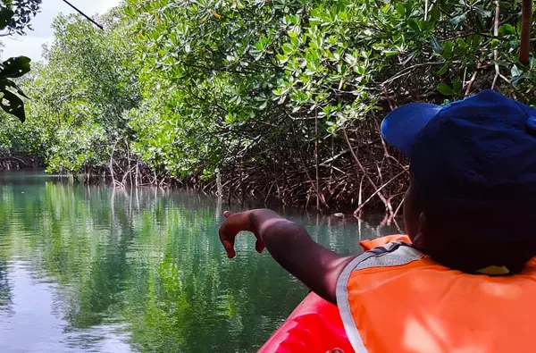 Petite randonnée guidée en Kayak dans la mangrove des Trois-Ilets