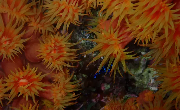 Aventure aquatique découvrez le snorkeling sous les étoiles