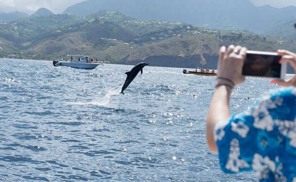 Matinée sur la côte caraïbe avec les dauphins
