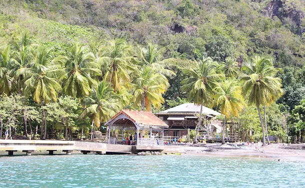 Half day swimming and dolphins on the Caribbean coast