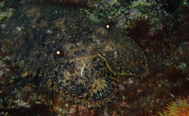 Aventure aquatique découvrez le snorkeling sous les étoiles