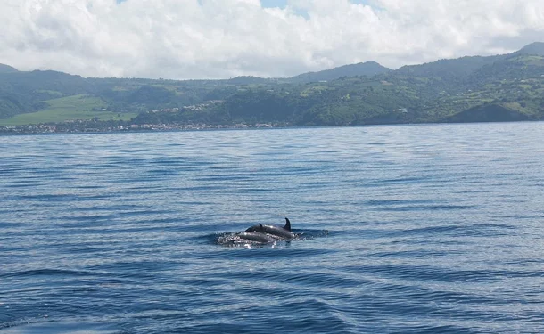 Matinée sur la côte caraïbe avec les dauphins