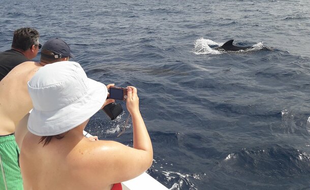 Matinée sur la côte caraïbe avec les dauphins