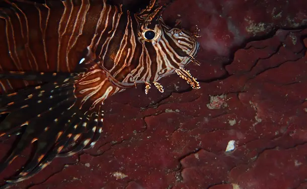 Aventure aquatique découvrez le snorkeling sous les étoiles