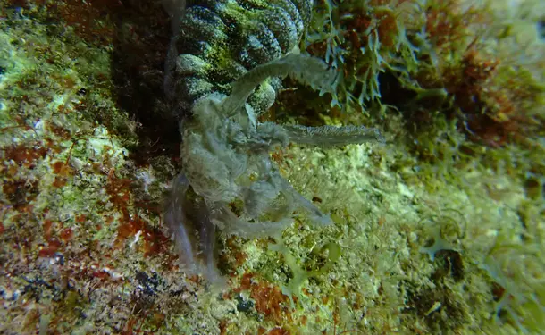 Aventure aquatique découvrez le snorkeling sous les étoiles