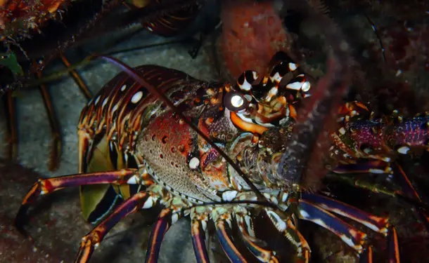 Aventure aquatique découvrez le snorkeling sous les étoiles